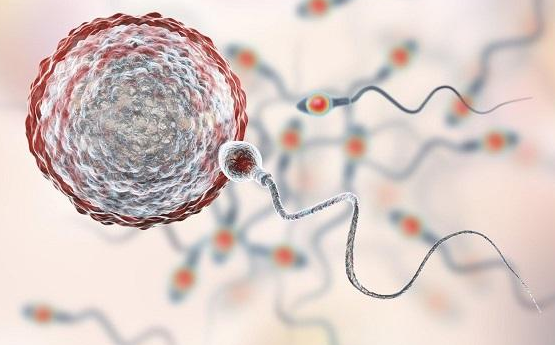 俄罗斯第三代 试管婴儿前该怎么准备?