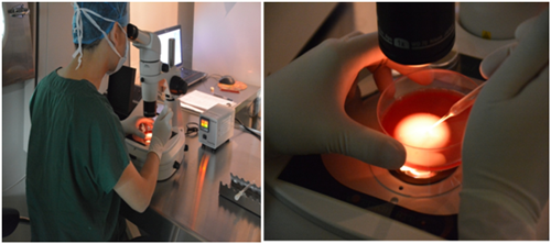 梗阻性无精症做试管婴儿成功率高么?