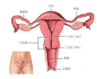 输卵管不通做试管婴儿影响吗?