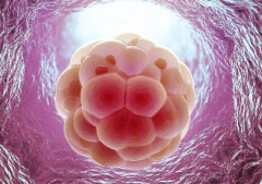 试管婴儿囊胚和鲜胚有什么区别